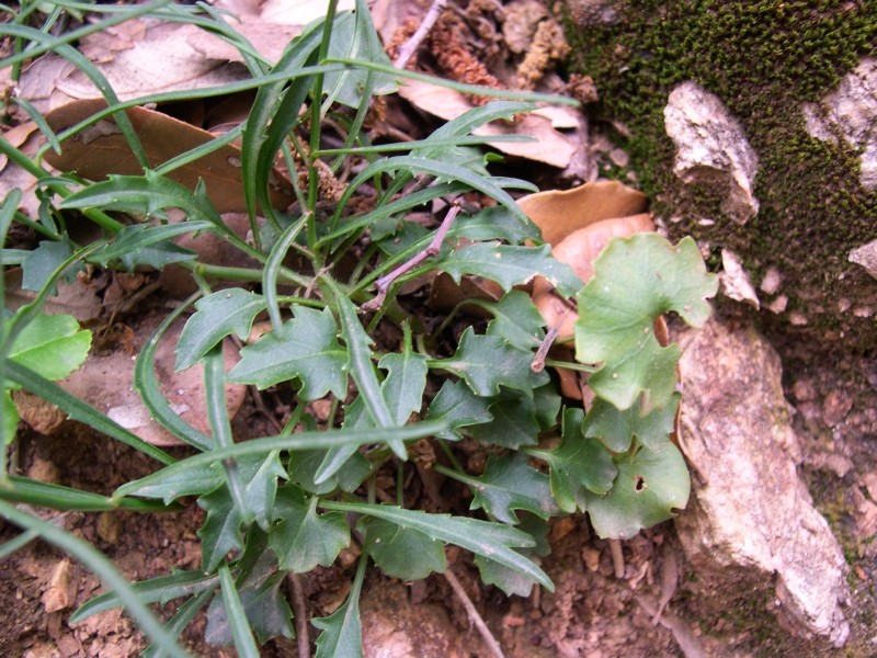 Campanula sabatia. / Campanula di Savona